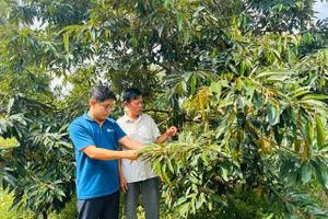 Vườn sầu riêng của ông Trần Văn Hè (áo trắng), ấp Mỹ Tường A, xã Hậu Mỹ, tỉnh Đồng Tháp.