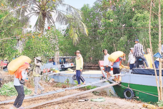 Khó khăn trong khâu vận chuyển là một trong những nguyên nhân khiến giá lúa giảm.
