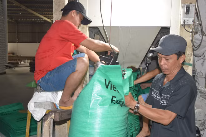Doanh nghiệp chế biến gạo xuất khẩu tại tỉnh Đồng Tháp.