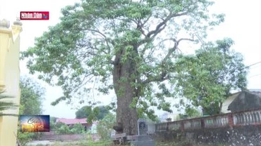 Bảo tồn cây di sản ở Ninh Bình