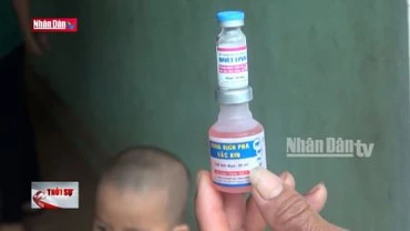 Lâm Đồng: Đã có hơn 200 con bò sữa bị chết sau khi tiêm vắcxin