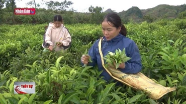 Ứng dụng khoa học công nghệ và sản xuất nông nghiệp ở vùng khó khăn