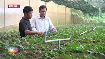 Hỗ trợ 73 nghìn cây giống sâm ngọc linh 1 năm tuổi cho người dân