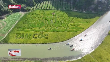 Sắc vàng Tam Cốc - Tràng An