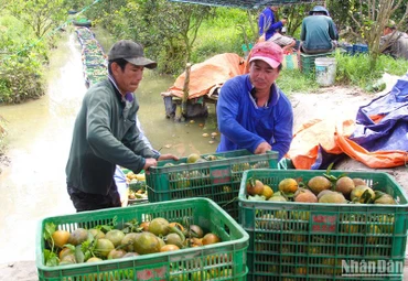 Nông dân huyện Trà Ôn, Vĩnh Long thu hoạch cam sáng 14/2.