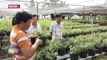 Phát triển thương hiệu hoa hồng Sa Đéc