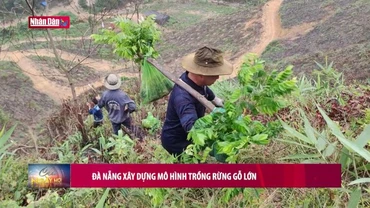 Đà Nẵng xây dựng mô hình trồng rừng gỗ lớn