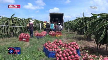 Ứng dụng công nghệ cao vào nông nghiệp còn nhiều rào cản