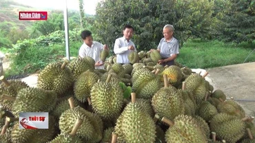 Sầu riêng được xuất khẩu chính ngạch sang Trung Quốc