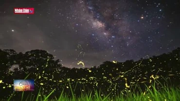 Độc đáo tour đêm ngắm đom đóm và động vật quý hiếm