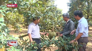 Sầu Riêng Đắk Lắk đảm bảo các điều kiện để xuất khẩu
