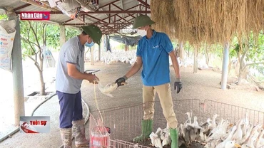 Phú Thọ ngăn chặn ổ dịch cúm A/H5 tại xã Đông Thành