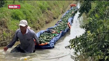 Cam sành Vĩnh Long rớt giá