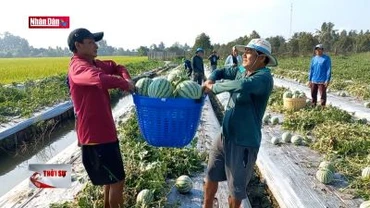 Dưa hấu trái vụ được giá, hút hàng mùa nắng nóng