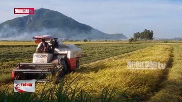 Phú Yên: Nông dân gấp rút thu hoạch lúa hè thu chạy mưa lũ