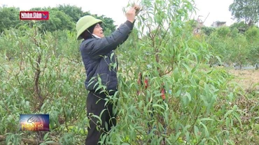 Người dân Hải Dương tất bật chăm sóc hoa đào phục vụ Tết Nguyên đán