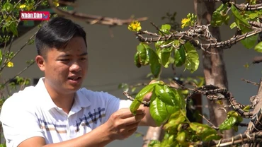 Đam mê bảo tồn giống Mai vàng Yên Tử