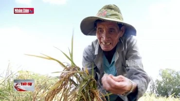 Hậu Giang: Hàng chục ngàn héc ta lúa thu đông bị đổ, ngã