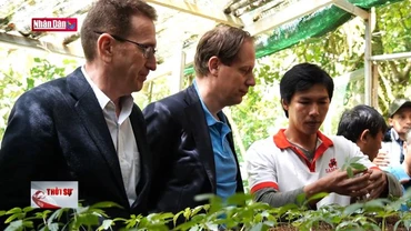 Phát triển bền vững cây sâm Ngọc Linh