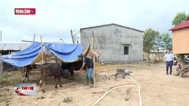 Bùng phát dịch lở mồm long móng