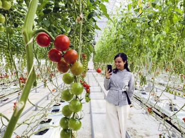 Trang trại cà chua Wonder Farm trồng bằng thủy canh mang lại hiệu quả cao, mỗi năm cho thu hoạch 600 tấn cà chua.