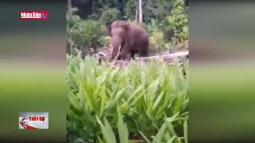 Voi rừng tấn công khiến người dân lo lắng