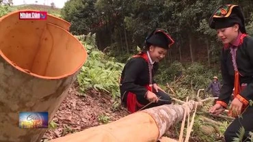 Yên Bái phấn đấu trồng 20.000 héc-ta quế hữu cơ