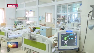 Cảnh báo ngộ độc nấm từ xác ấu trùng ve sầu ở Đắk Lắk