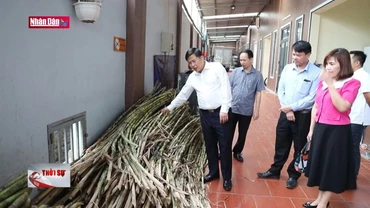 Hòa Bình: Xuất khẩu gần 20 tấn mía tươi đầu tiên sang thị trường Mỹ