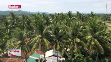 Xây dựng chuỗi liên kết tăng giá trị cây dừa