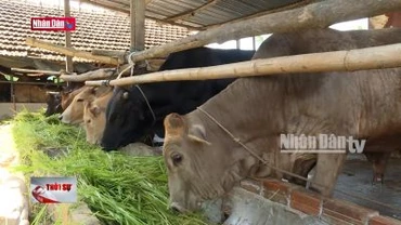 Xã nông thôn mới kiểu mẫu với các mô hình kinh tế sáng tạo