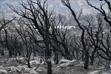 Cánh rừng bị cháy rụi tại tỉnh El Tarf, Algeria ngày 18/8/2022. (Ảnh: AFP/TTXVN)