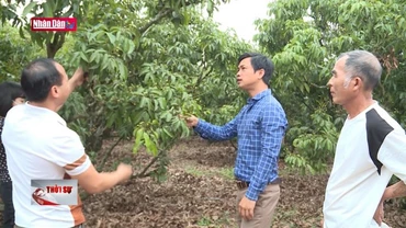 Đảm bảo chất lượng vải thiều xuất khẩu sang thị trường khó tính