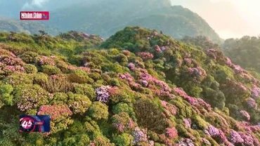 Chinh phục đỉnh Pu Ta Leng, ngắm hoa đỗ quyên