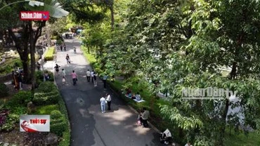 TP Hồ Chí Minh: Đề xuất sử dụng flycam kiểm tra cây xanh