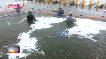 Bạc Liêu: Giá bán tôm sụt giảm mạnh, người nuôi lao đao