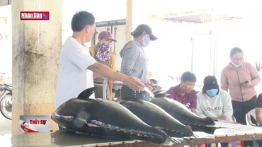 Ngư dân tương trợ nhau vươn khơi khi giá dầu cao, giá cá ngừ giảm mạnh