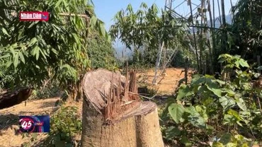 Điều tra vụ phá rừng để thi công trụ và đường dây tải thủy điện Tr’Hy