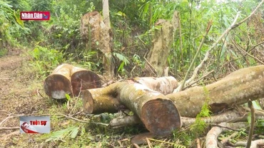 Nghịch lý phá rừng tự nhiên để trồng rừng