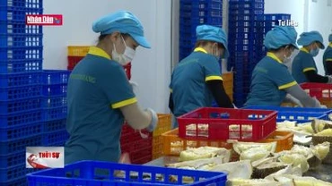 EU kiểm tra thuốc trừ sâu trên sầu riêng của Việt Nam