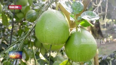Tuyên Quang: Nỗ lực đưa bưởi Soi Hà vươn ra thị trường thế giới