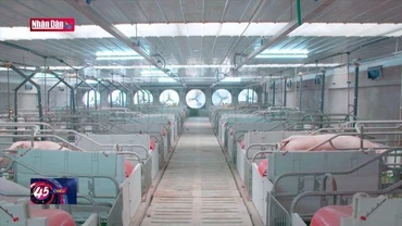 Sản xuất giống phục vụ cơ cấu lại ngành nông nghiệp giai đoạn 2021-2030