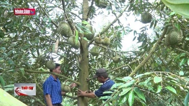 Chuẩn bị các điều kiện cho sầu riêng xuất khẩu