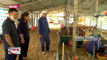 Yên Bái: Phòng chống dịch bệnh trước khi tái đàn vật nuôi sau lũ