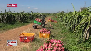 Nhật Bản dừng nhập thanh long không có mã vùng trồng