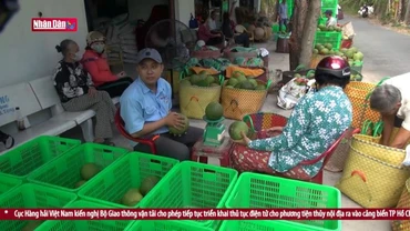 Bưởi Tết dự kiến tăng giá do thiếu nguồn cung