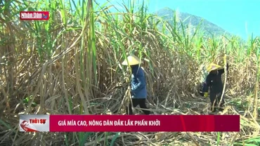 Giá mía cao, nông dân Đắk Lắk phấn khởi