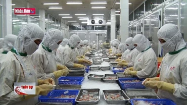 Niềm tin mới từ con tôm Cà Mau