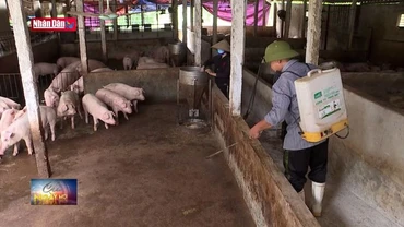 Ngăn chặn nguy cơ bùng phát dịch tả lợn Châu Phi