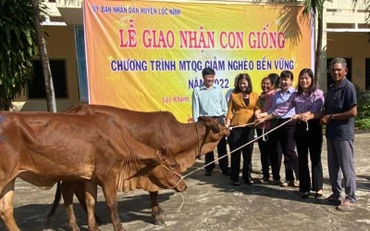 Các hộ dân nhận bò giống.